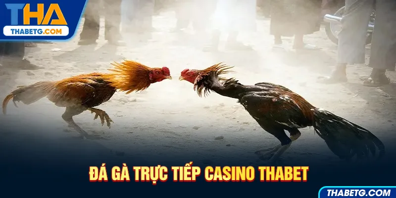 Hình ảnh đá gà tại THABET với hai chú gà chiến trong sân đấu
