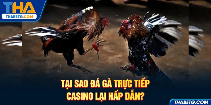 Hình ảnh đá gà trực tiếp casino tại THABET với hai chú gà chiến và đám đông khán giả.