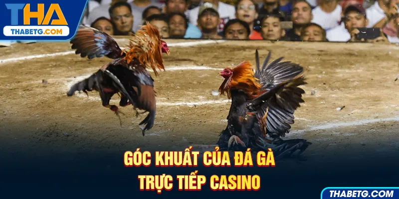 Hình ảnh góc khuất của đá gà trực tiếp casino tại THABET với hai chú gà chiến trong sân đấu.